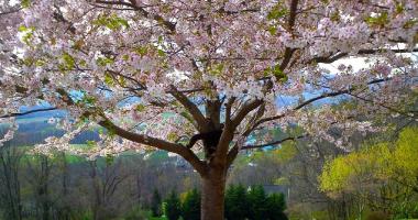 Blog post What Trees are Good to Plant Around Your House?