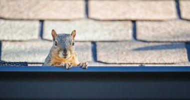 Blog post Can Squirrels Damage Your Roof?
