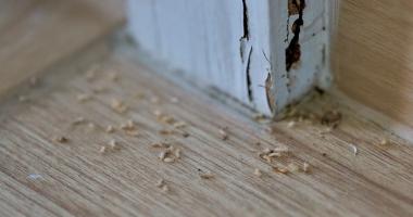 Blog post How to Check for Termite Damage in Your Home