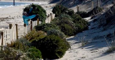 Blog post How and Where to Recycle Your Christmas Tree in Virginia