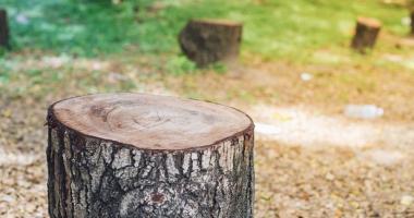Blog post Is It Safe to Cut Down Your Own Tree?