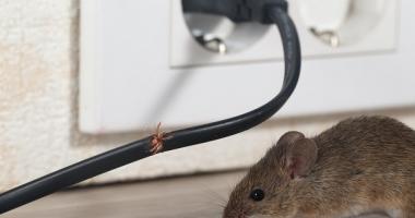 Blog post How to Prevent Mice and the Damage They Can Cause to Your House