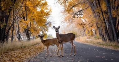 Blog post How to Avoid Hitting a Deer While Driving