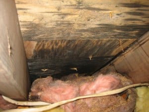 AtticWaterDamage