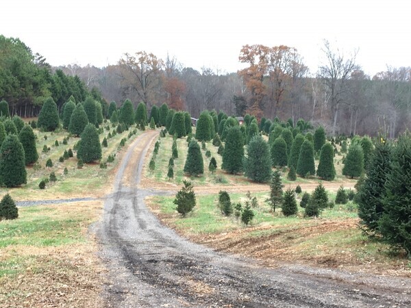 Belmont Tree Farm-1