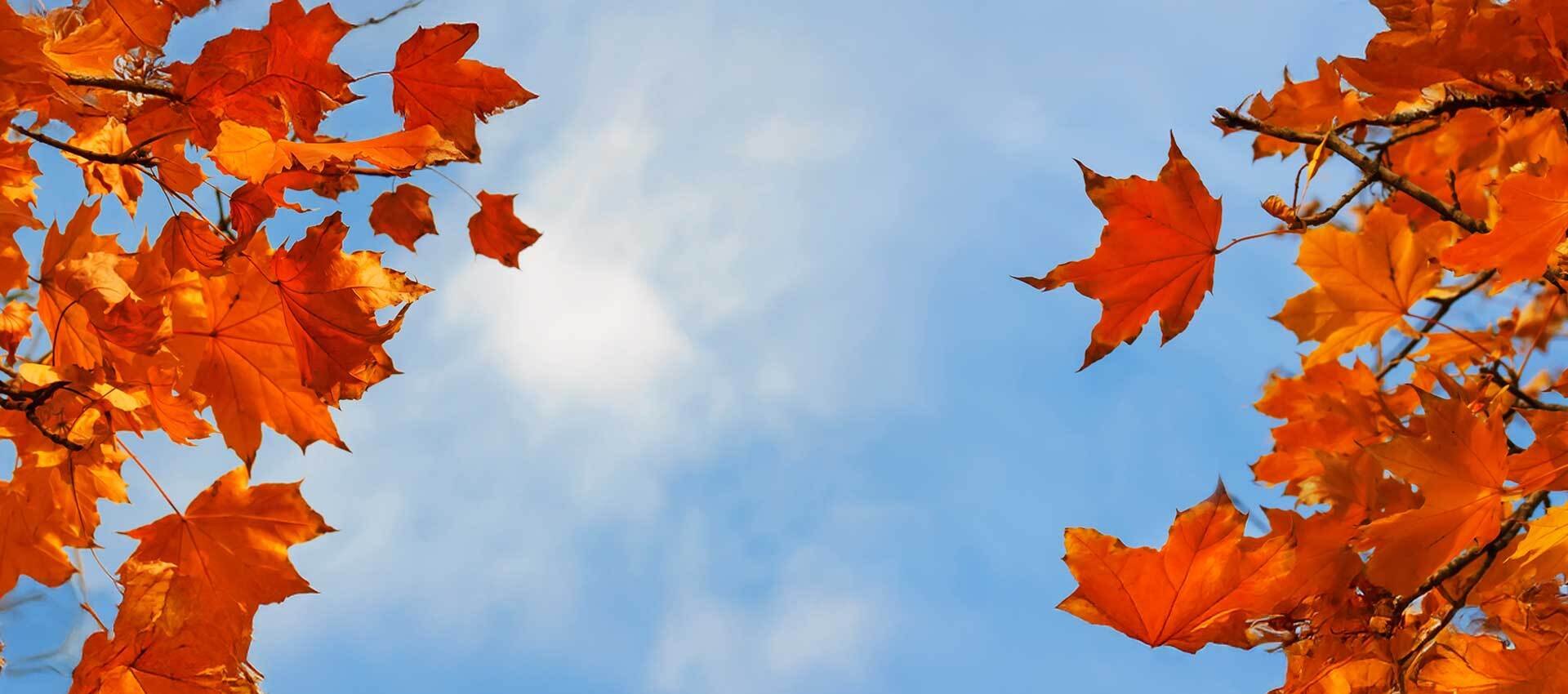 Hero-Fall-Leaves