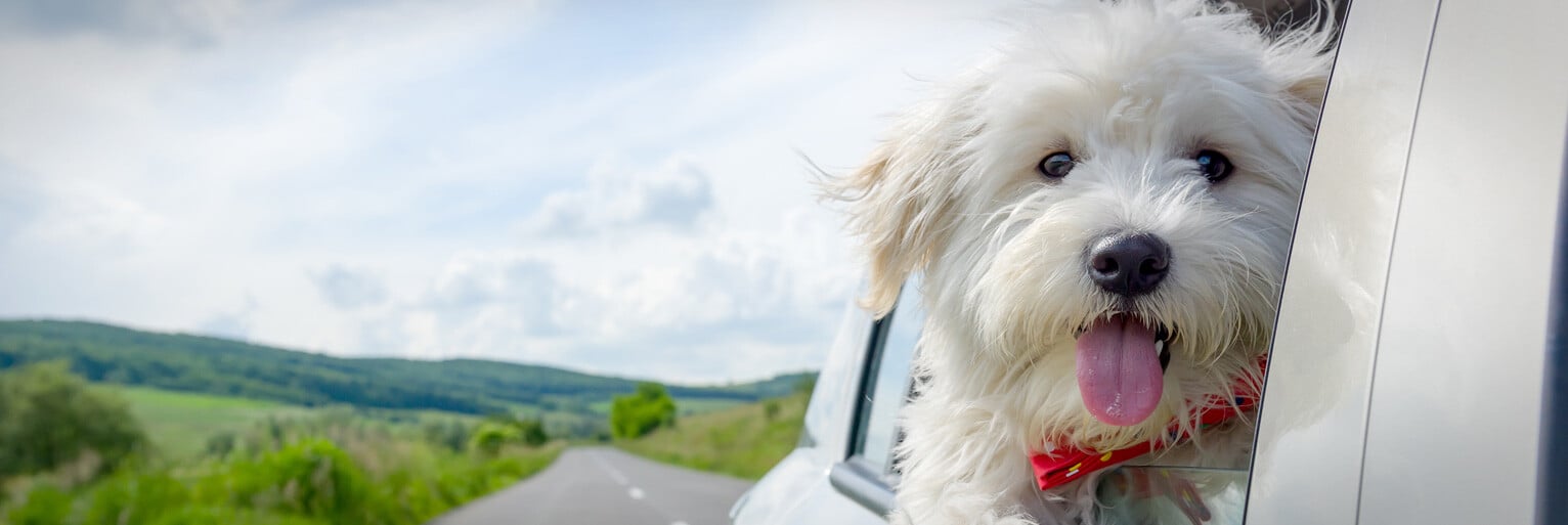 Hero_DoginCarWindow