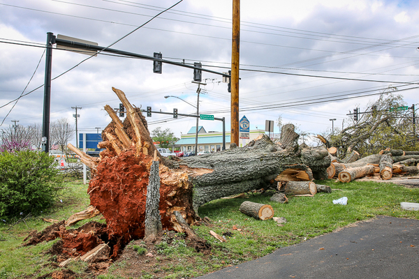 Large tree fallen over from severe weather-1