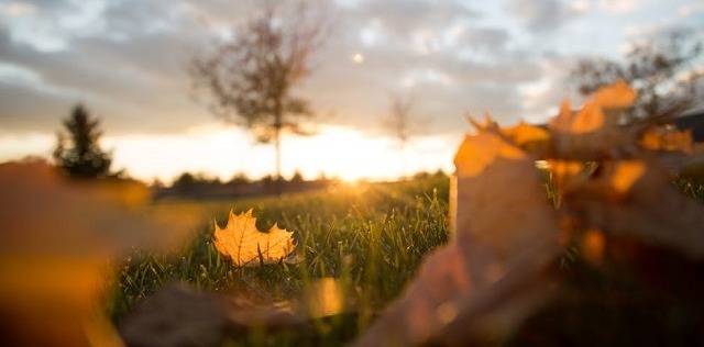 Sun setting on fall day and dead leaves at ground view-1