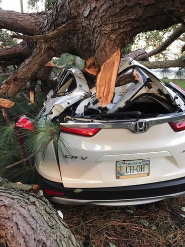 Tree on Car