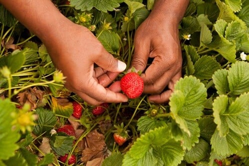 african american hands picking strawberries from garden