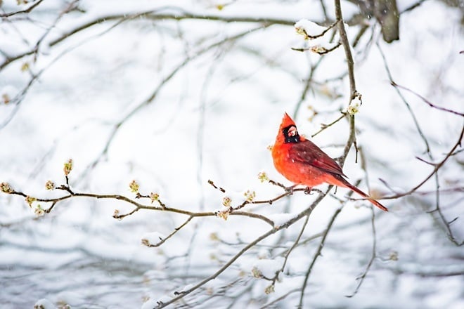 cadinal sitting on winter branch