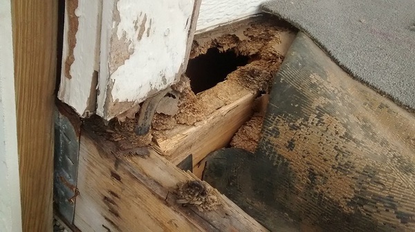 exterior home deck termite or water damage-1