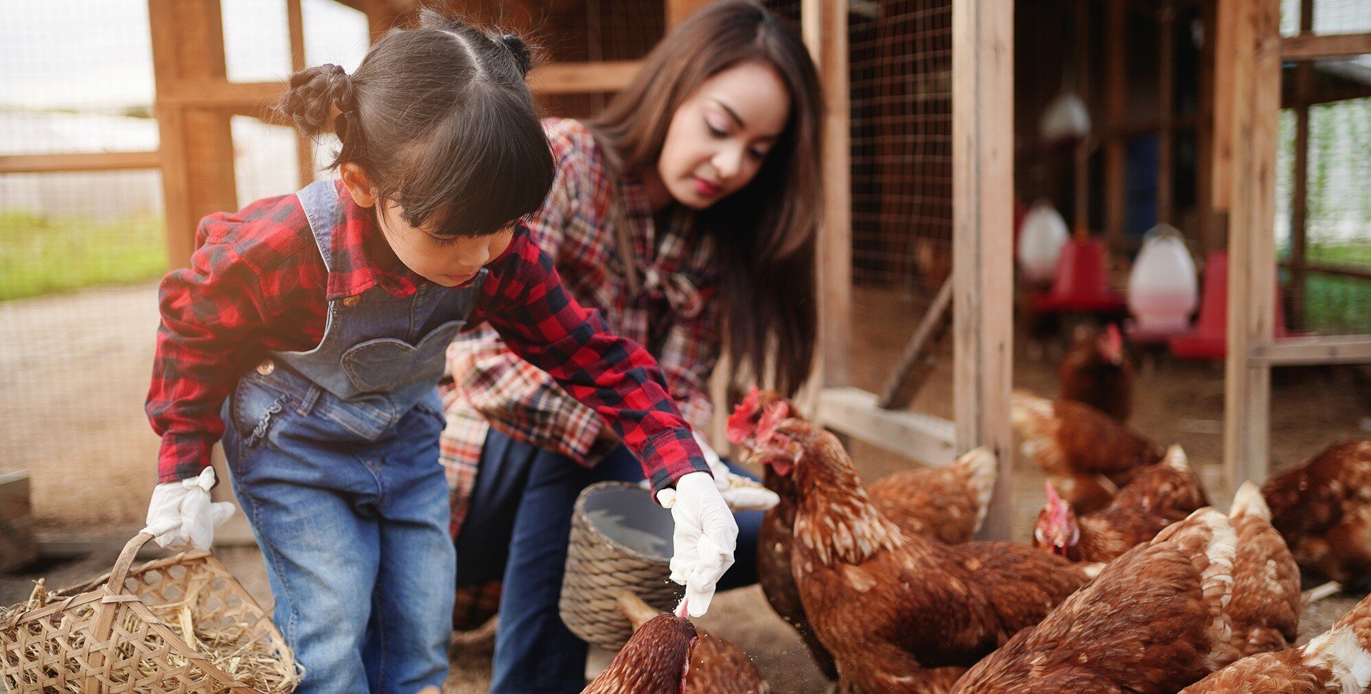 hispanic mother and child feeding chickens in chicken house