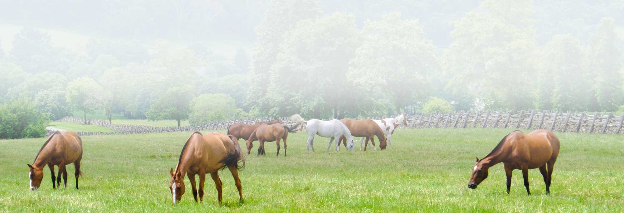 horses-grazing