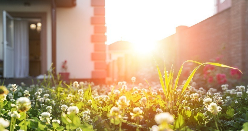 summer backyard