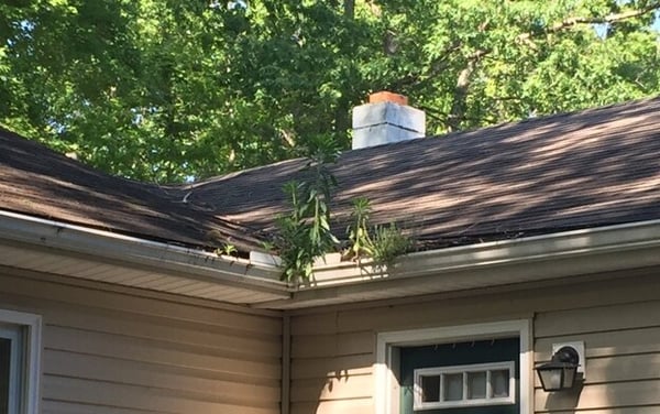 weeds in home gutters-1