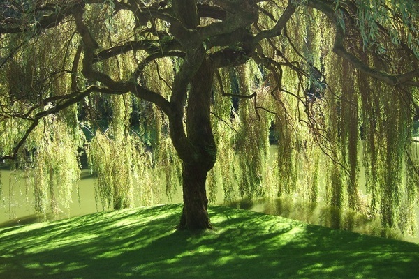 willow-tree-1